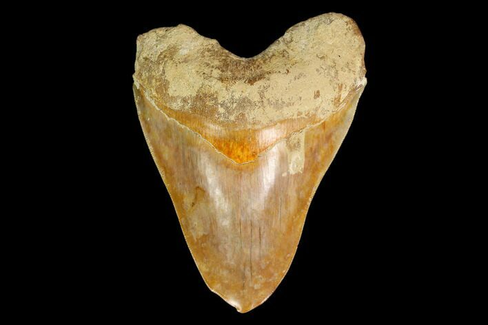 Serrated, Fossil Megalodon Tooth With Pathological Tip! #148967